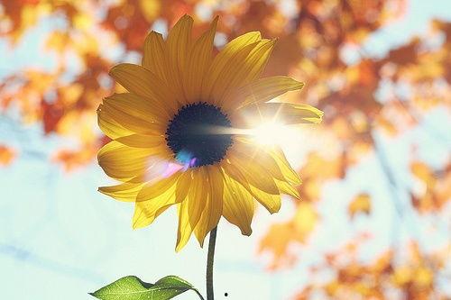 花开季节热门话题,探寻花开季节的热门话题