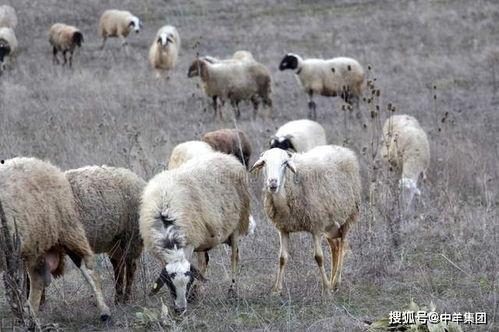 养牛羊热门话题英文,Top Trends and Insights in Beef and Sheep Farming: A Comprehensive Overview