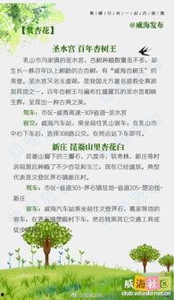 热门话题踏青文案,探寻自然之美，共赴诗意之旅