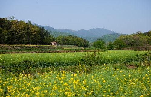 热门话题田园风光作文,热门话题下的自然画卷