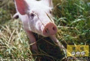 养猪新闻热门话题大全,热门话题大盘点