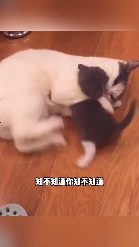 动物搞笑视频 热门话题,动物界的欢乐盛宴