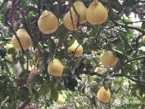 热门话题硕果累累英文,Harvesting Success: A Glimpse into the Fruitful Discussions of Today's Hot Topics