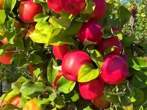 热门话题硕果累累英文,Harvesting Success: A Glimpse into the Fruitful Discussions of Today's Hot Topics